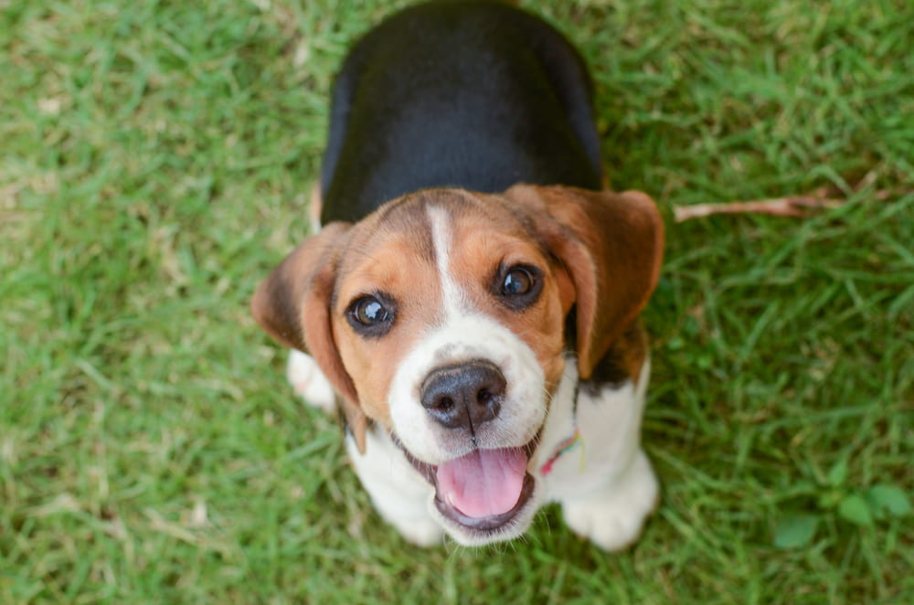 Beagle puppy smiling
