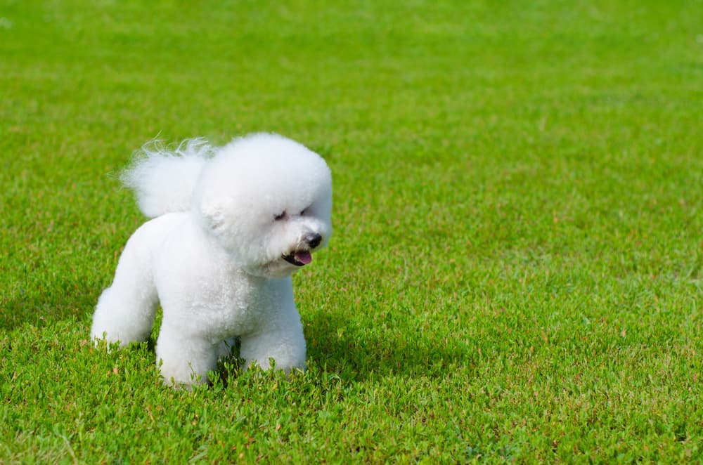 Bichon playing in yard