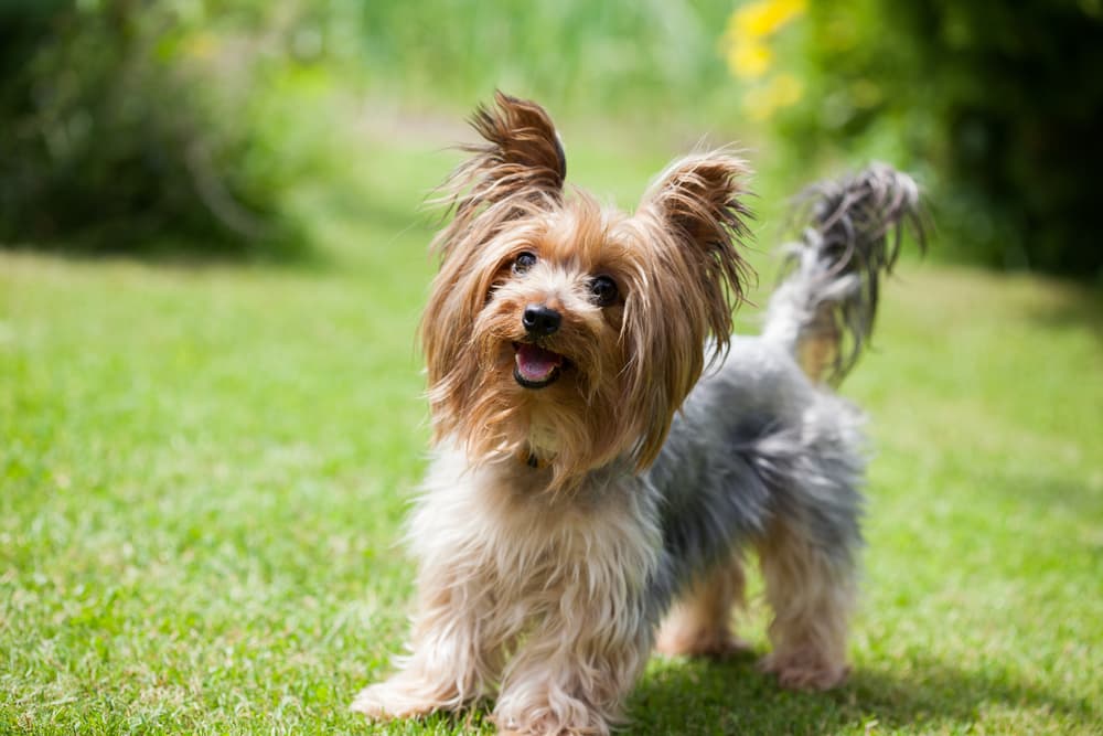 Yorkshire terrier in grass