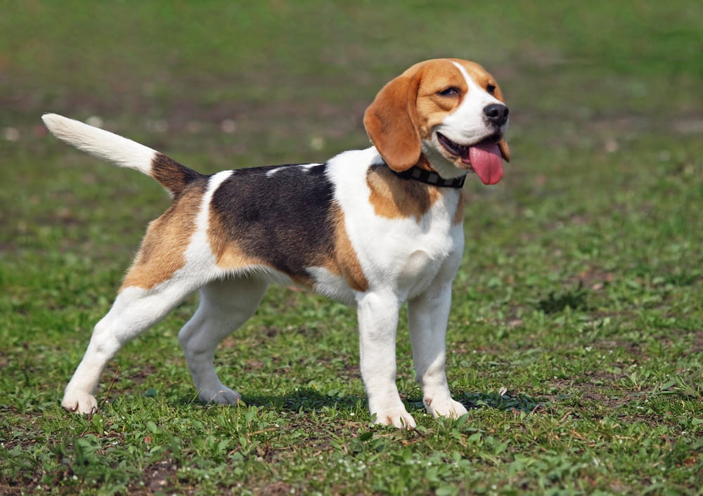 Tired Beagle outside