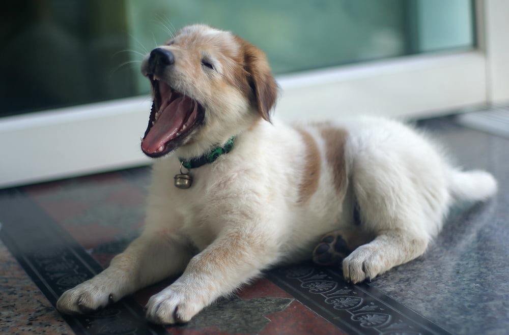 Dog coughing