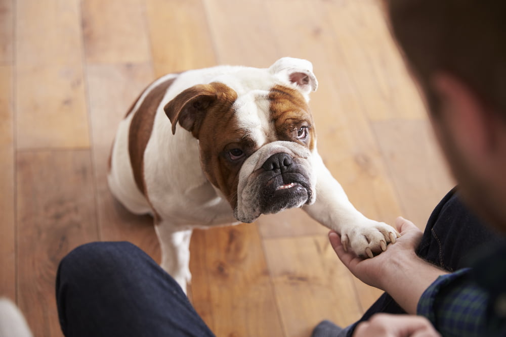 Adopted Bulldog giving five