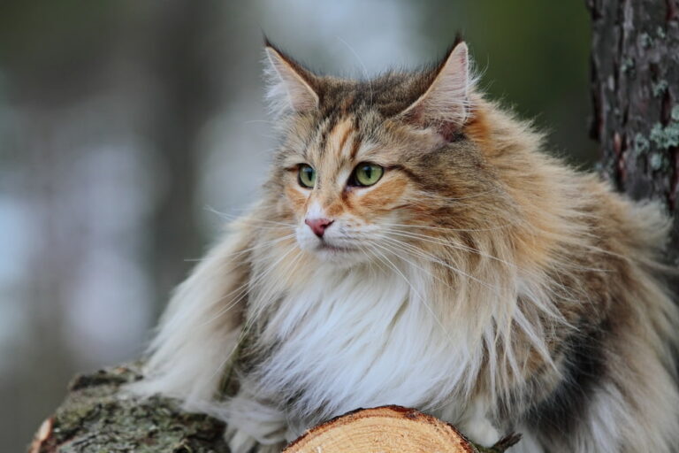 Norwegian Forest Cat in woods
