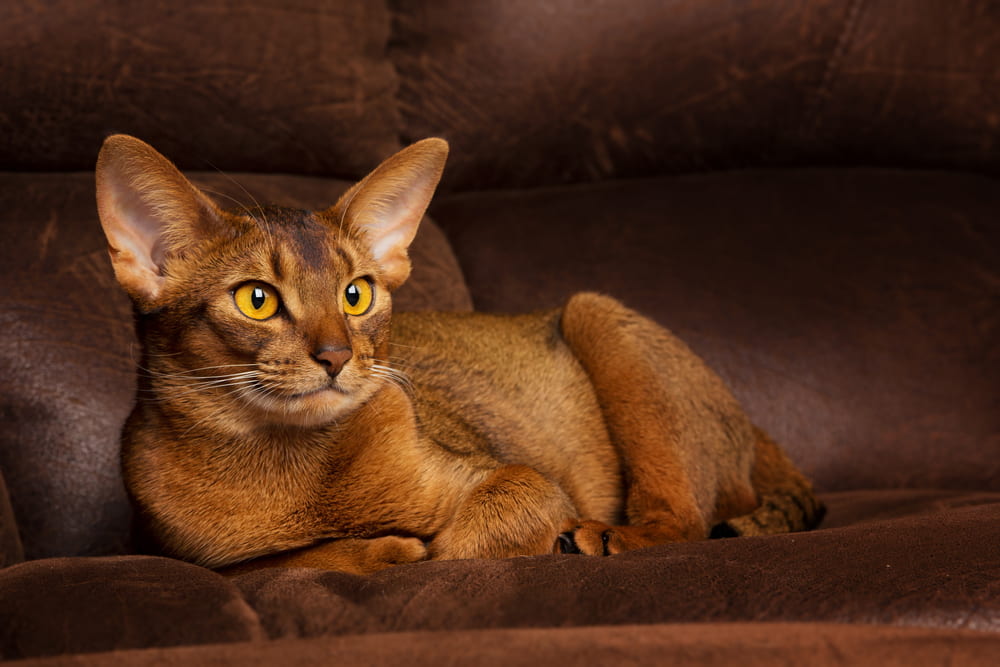Abyssinian cat on sofa