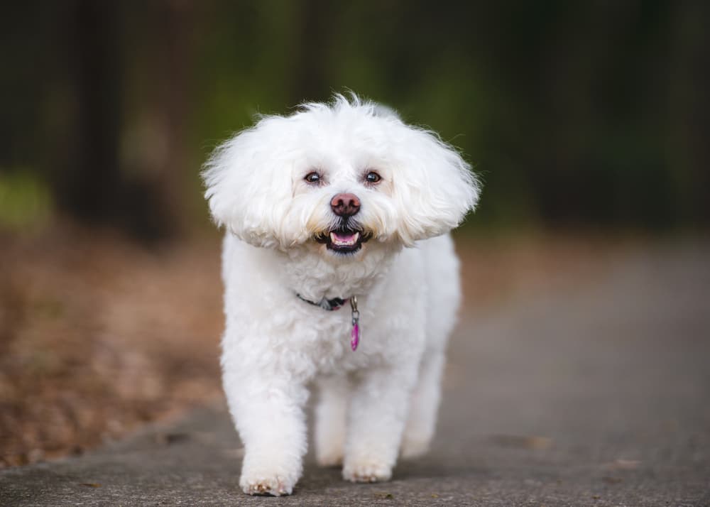 Bichon Frise on path