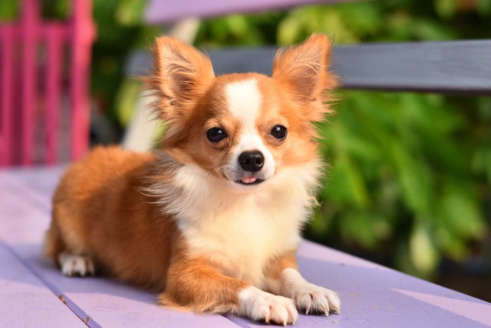 Chihuahua on bench