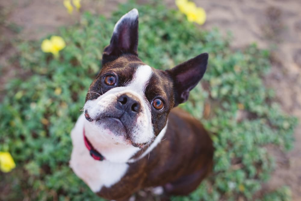 Boston Terrier in grass