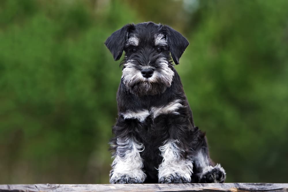 Miniature Schnauzer portrait