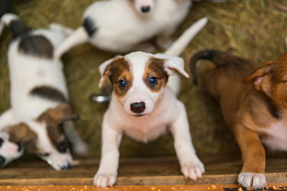 Puppies in animal shelter