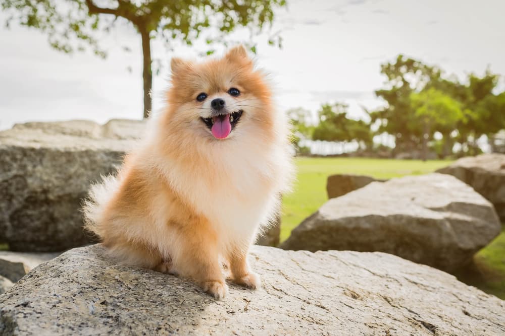 Smiling Pomeranian dog