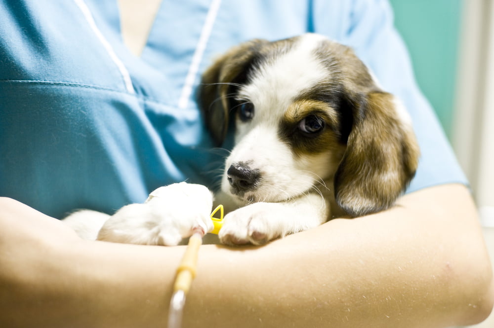 Veterinarian treating a puppy