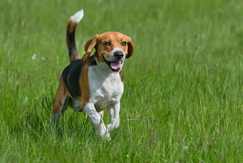 Beagle running in grass