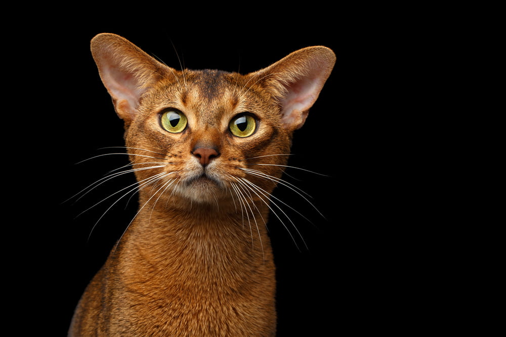 Abyssinian cat on black background