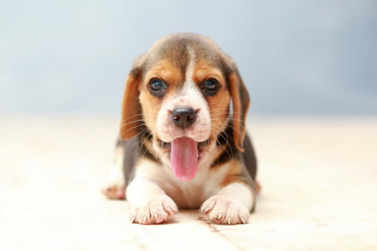 Beagle puppy