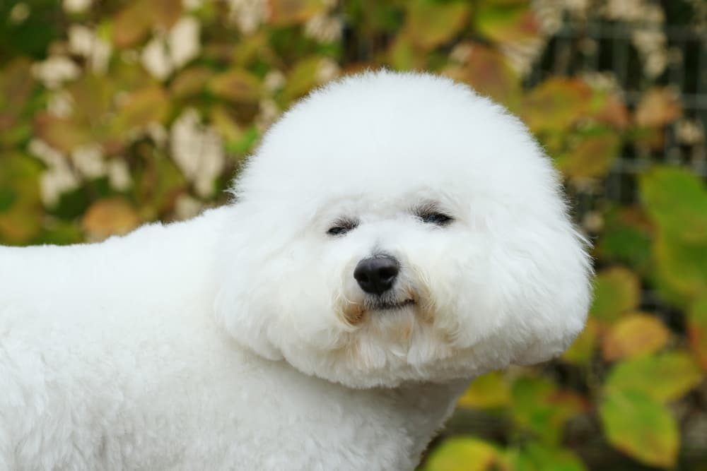 Fluffy Bichon Frise
