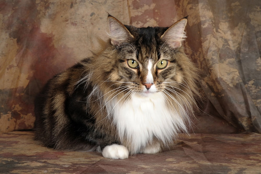 Portrait of Norwegian Forest Cat