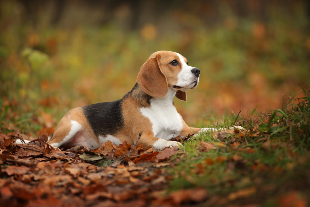 Beagle in autumn leaves