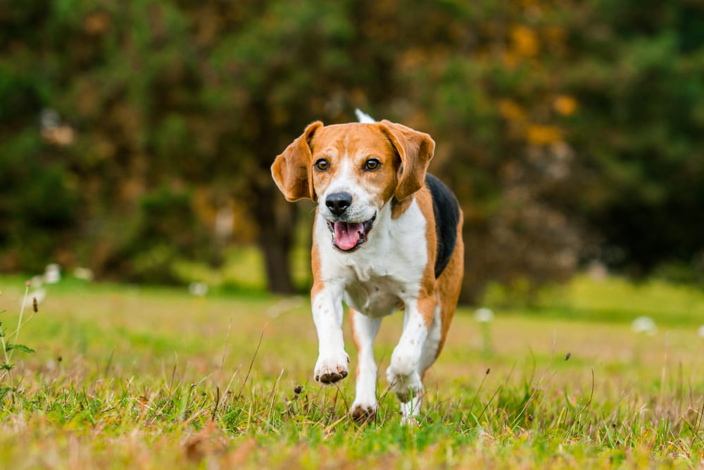 Playful Beagle dog running