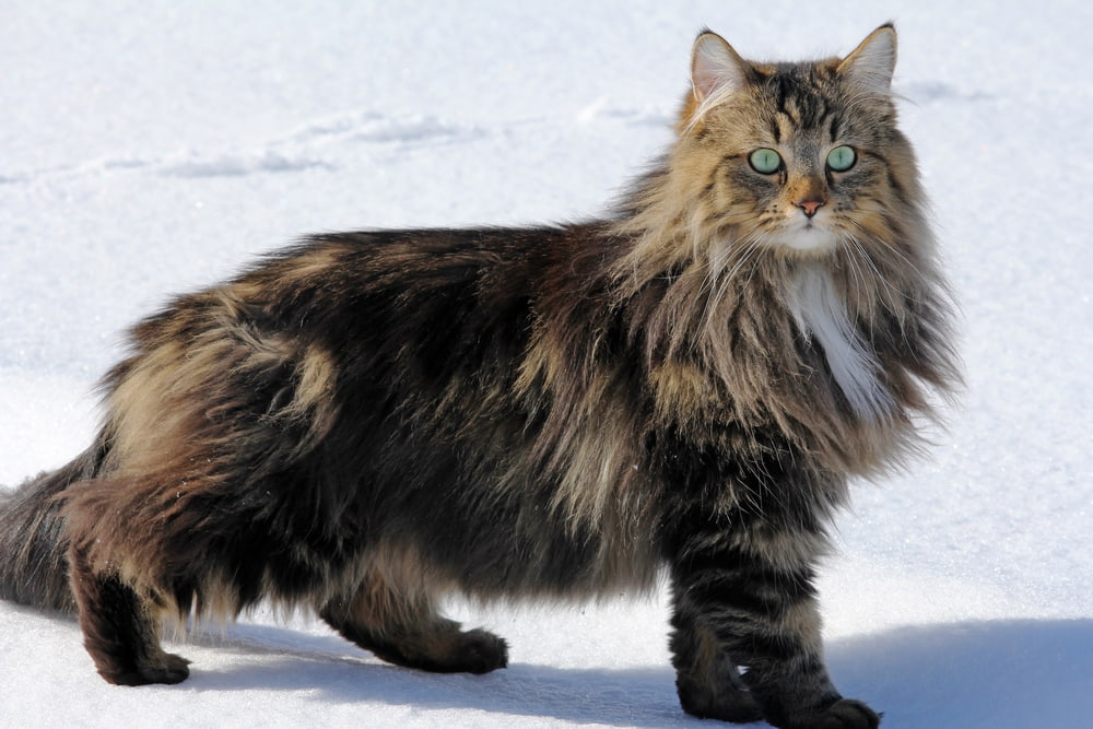 Large Norwegian Forest Cat in winter