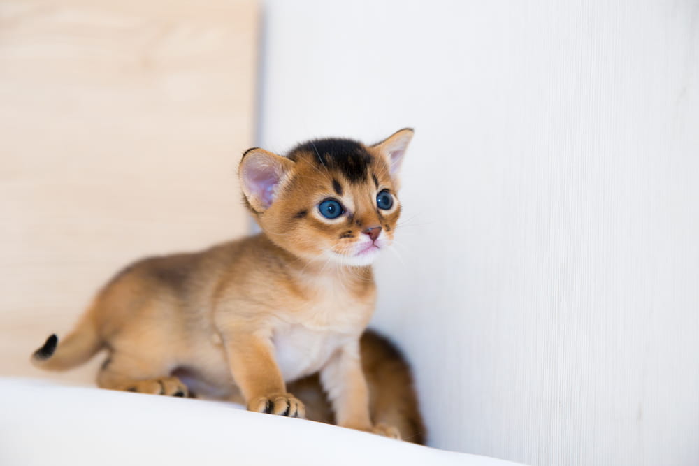 Tiny Abyssinian kitten