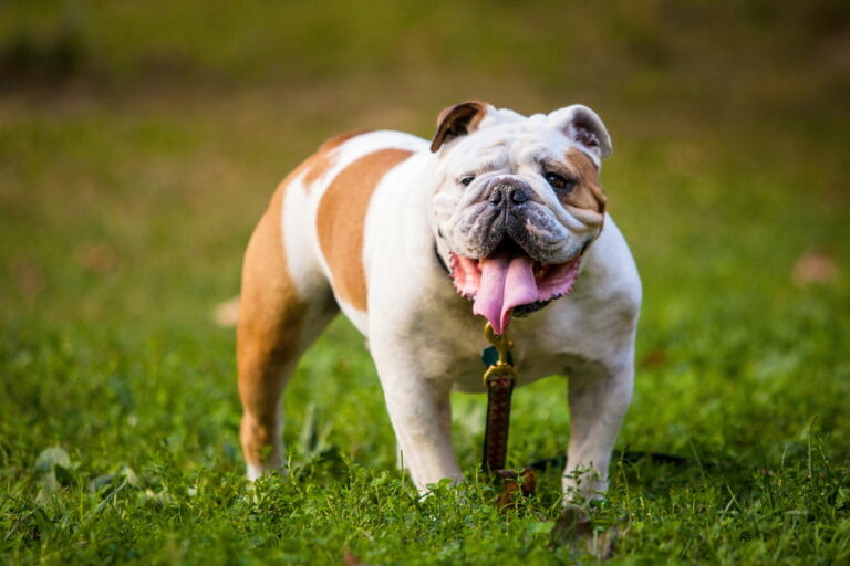 Bulldog in grass