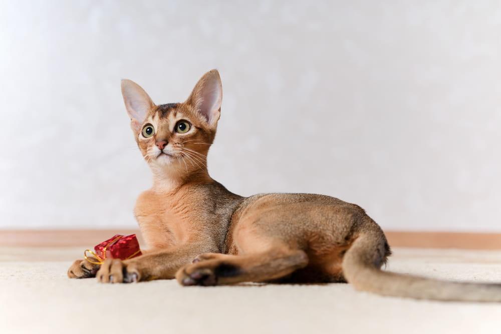Abyssinian cat with red box