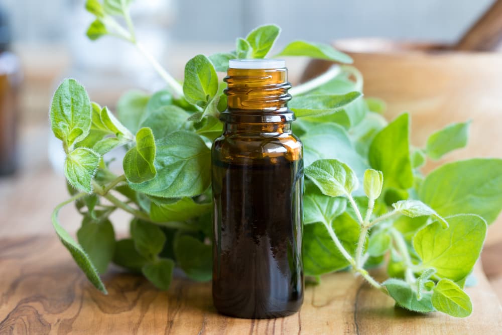 Oregano Oil for Dogs: Benefits and Uses