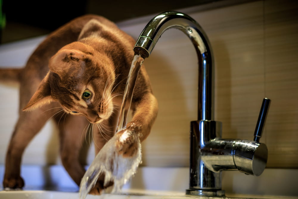 Abyssinian cat playing with faucet