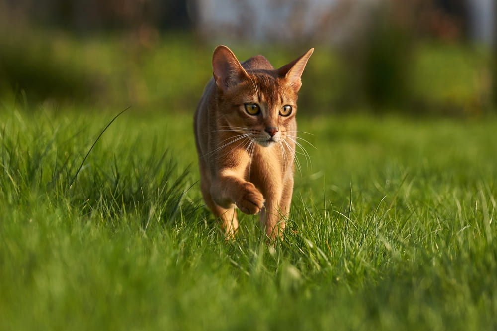 Abyssinian cat in backyard
