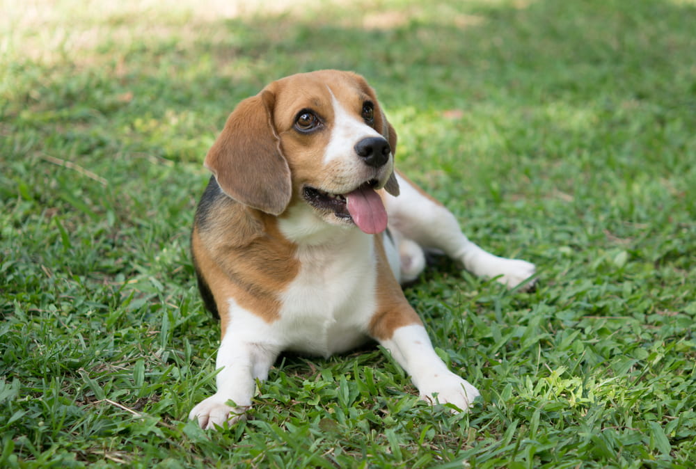 Tired Beagle in grass