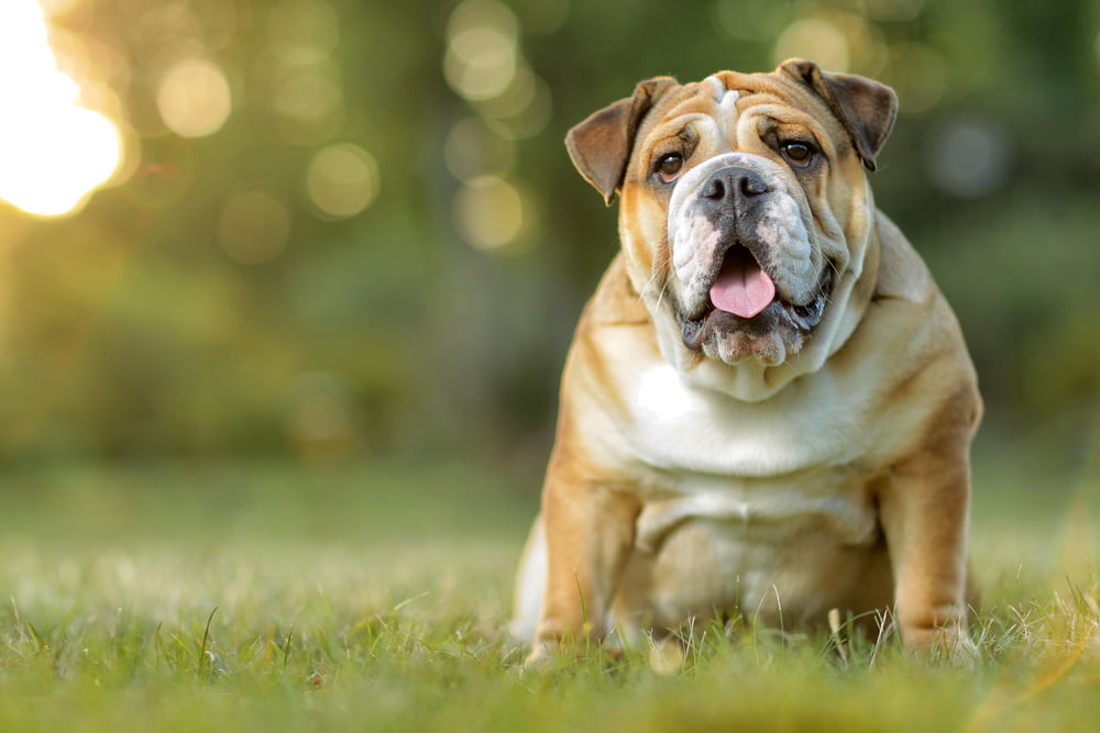 Senior Bulldog resting