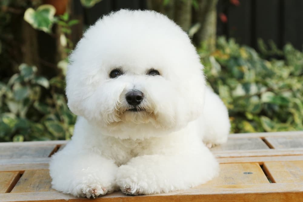 Poofy Bichon Frise
