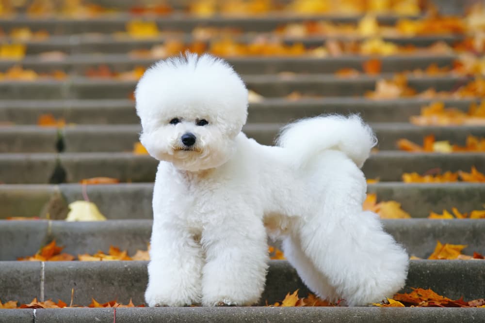 Bichon on park stairs