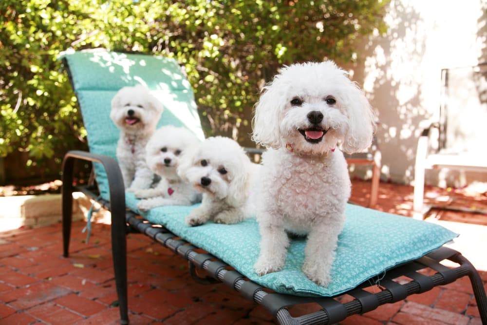 Three Bichon Frise dogs