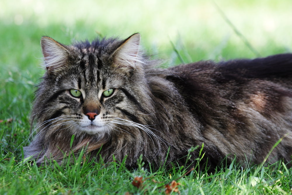 Norwegian Forest Cat in grass