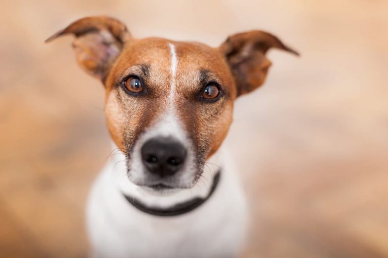 Sad dog looking up
