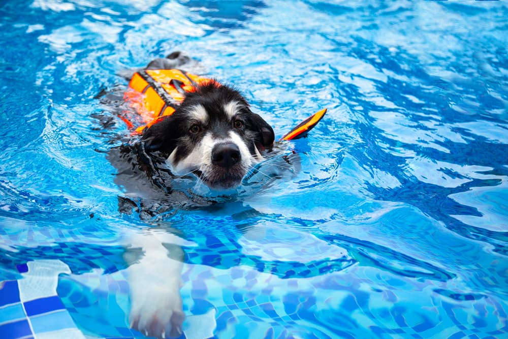 Alaskan Malamute swimming with life jacket in pool