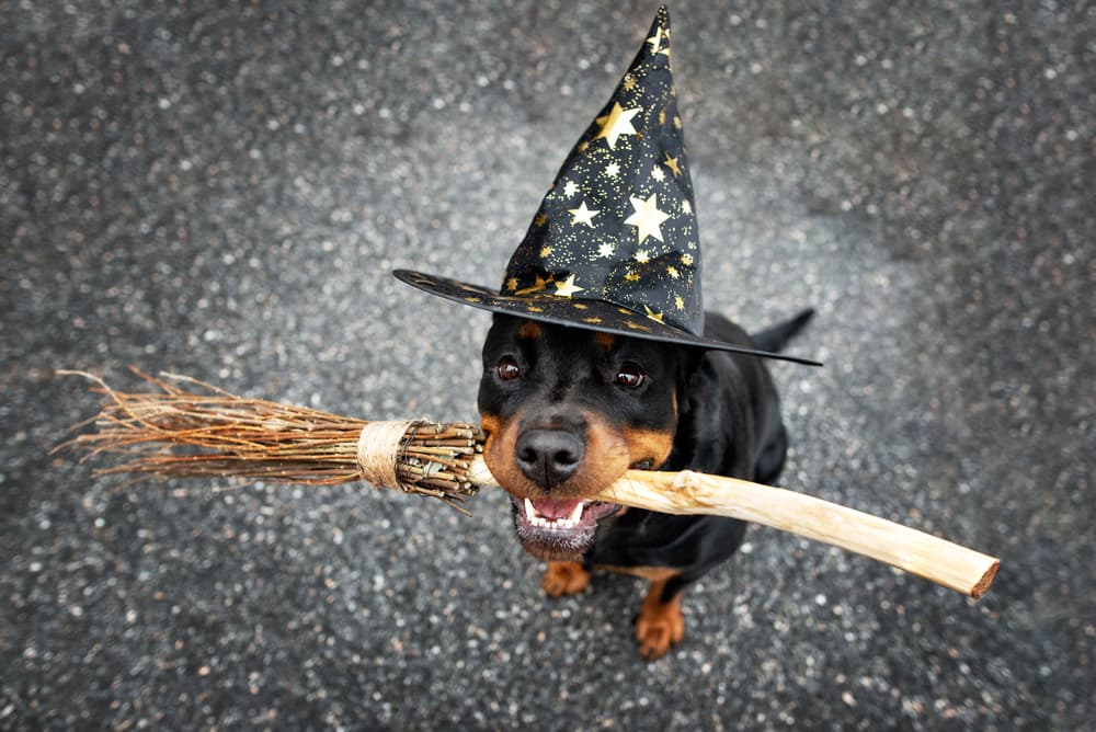 35 Harry Potter Dog Names for Your Magical Mutt