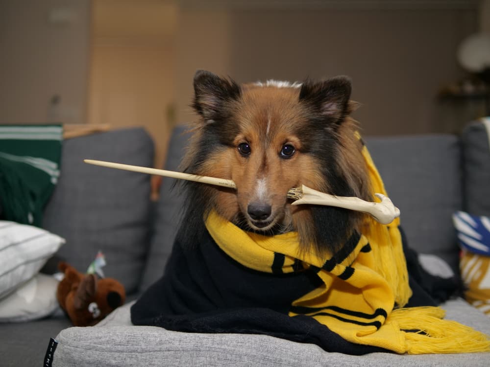 Dog dressed like Harry Potter