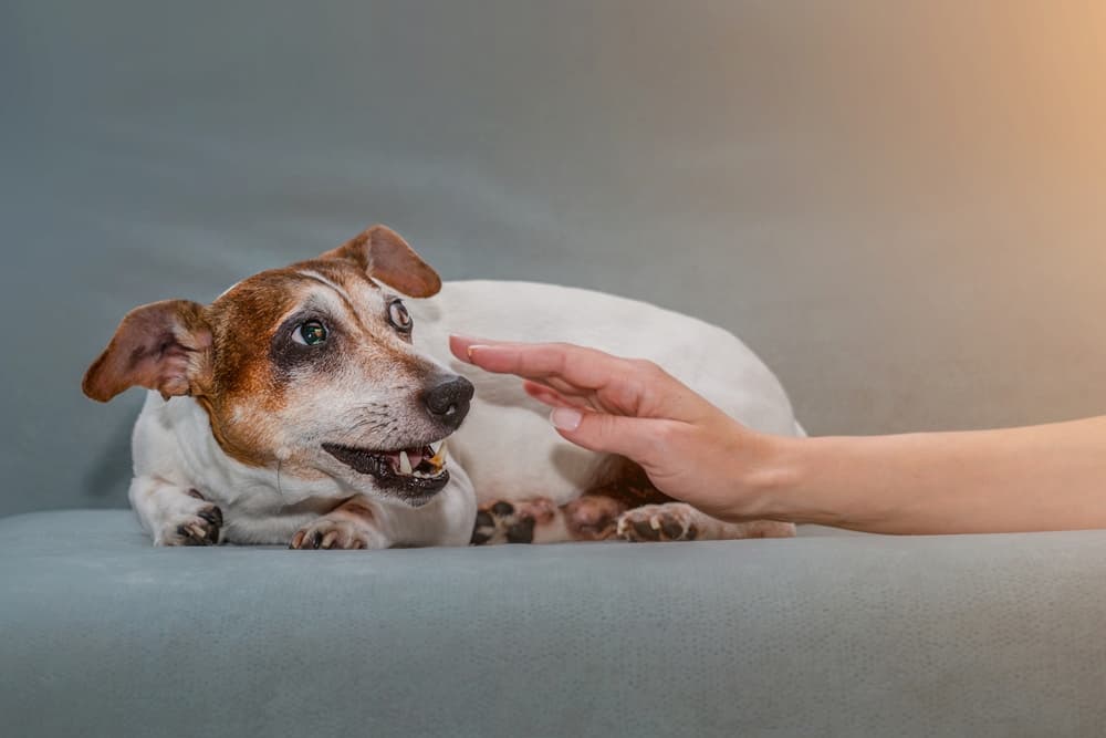 Jack Russell showing aggression as an example of pain in dogs