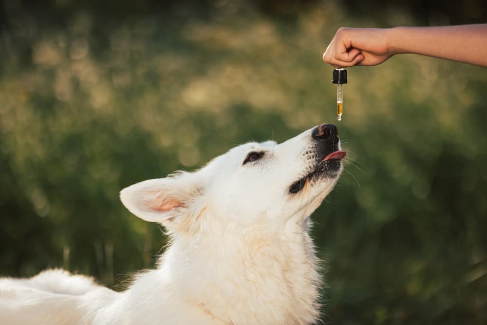 Pet owner giving dog a supplement via dropper to alleviate pain in dogs