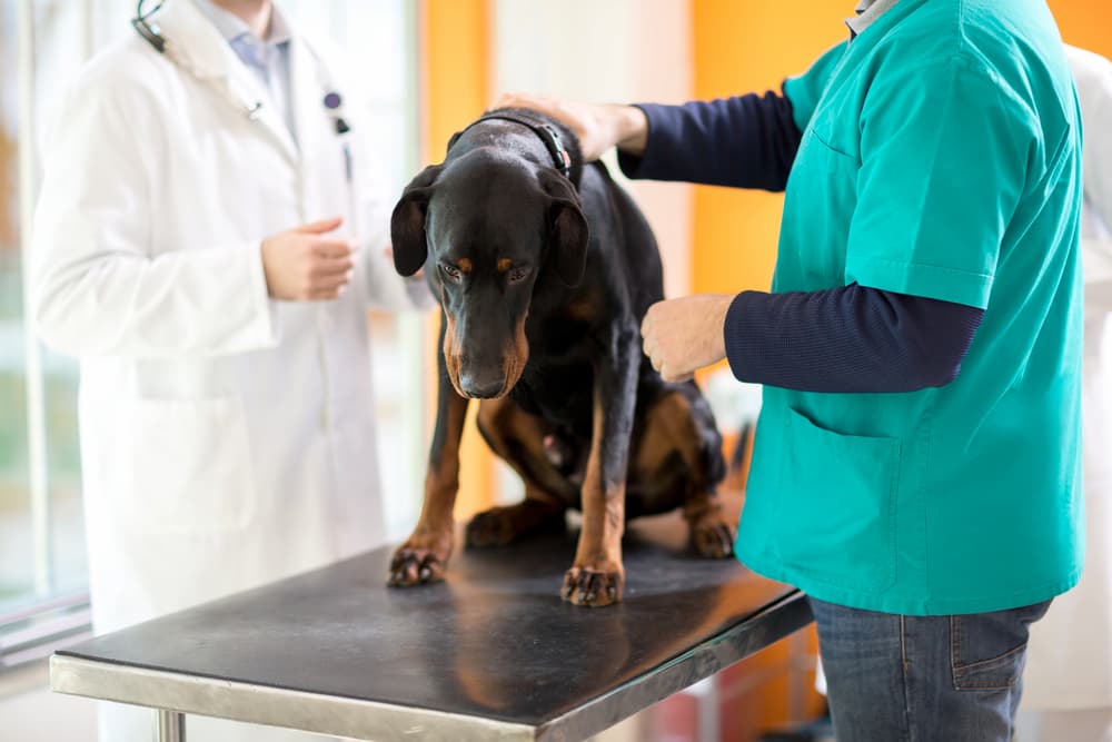 Veterinarian examines Great Dane for signs of pain in dogs
