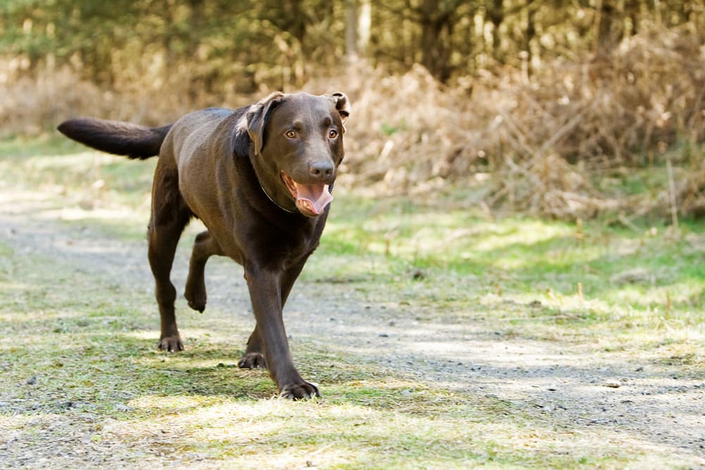 Chocolate Lab limping