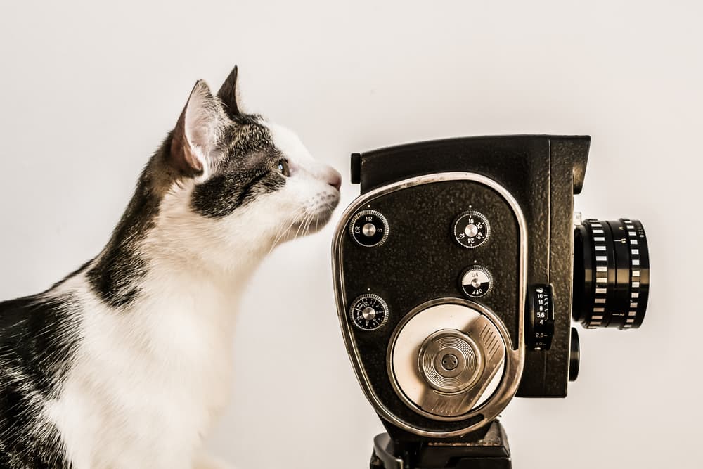 105 Best Cat Names From Movies