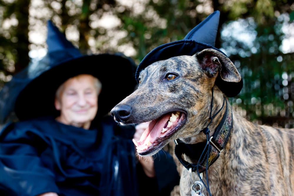 Greyhound in witch hat
