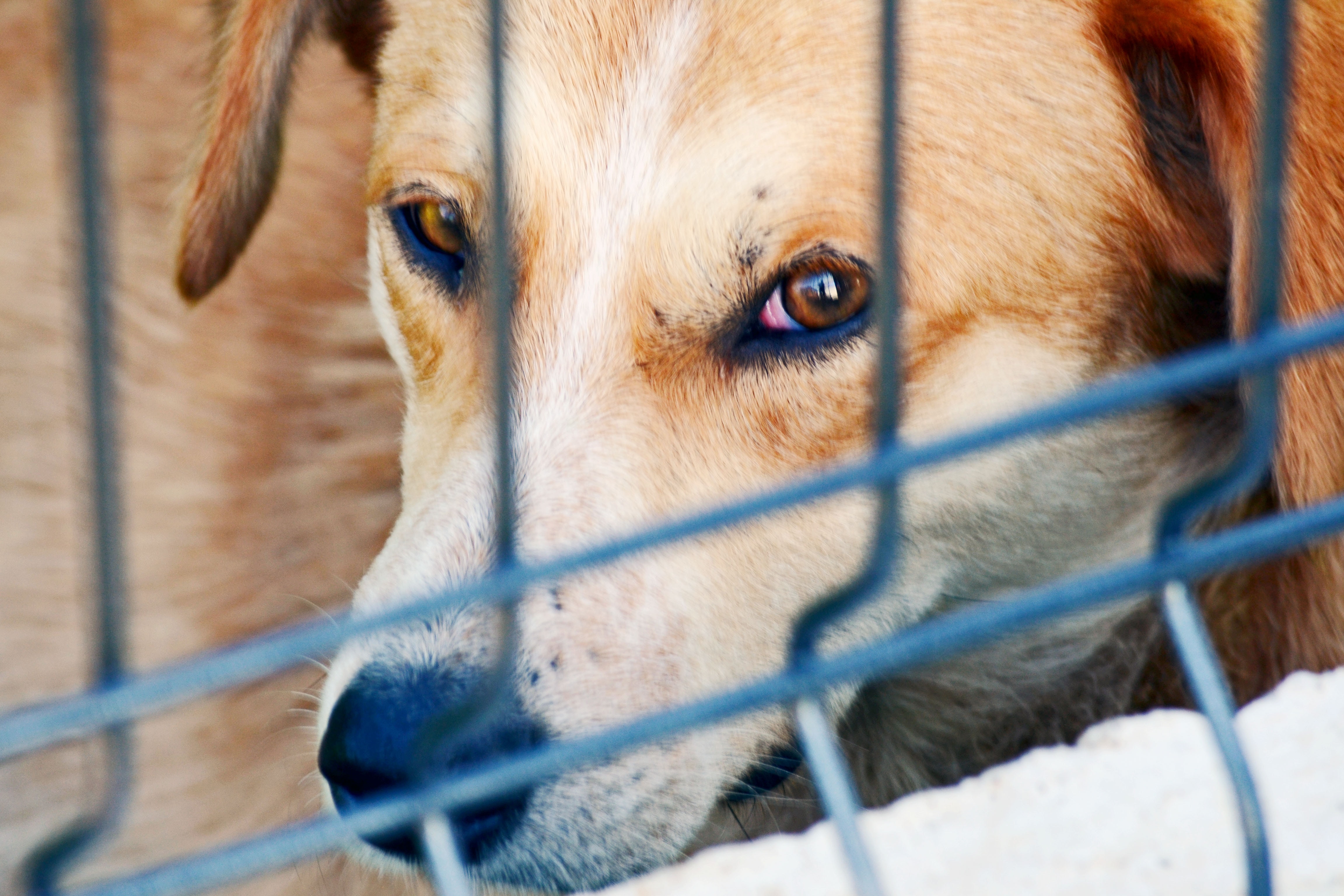 A carolina dog up for adoption. There are many available dog adoption centers in NYC.