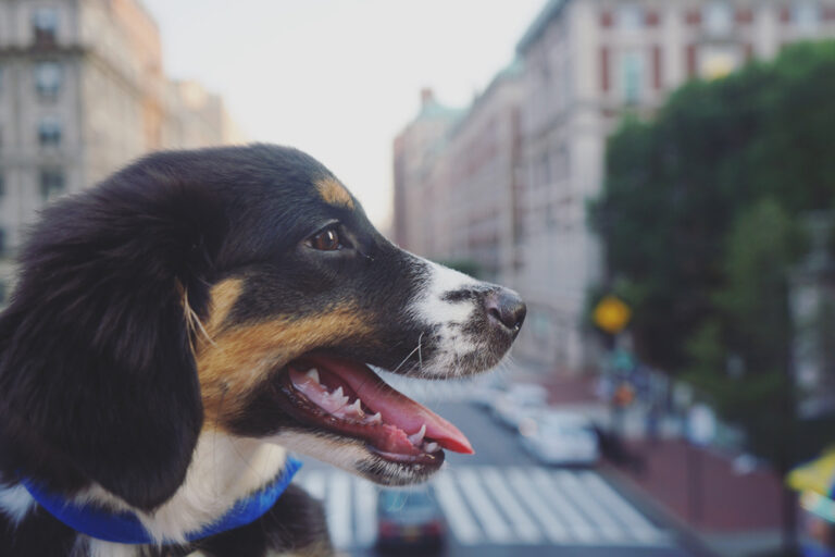 Rescue dog in NYC