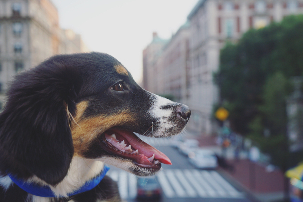Dog Adoption in NYC: Top 5 Rescues to Choose From