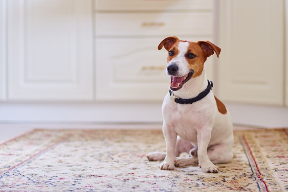 Dog Scooting: Why it Happens and How to Stop It