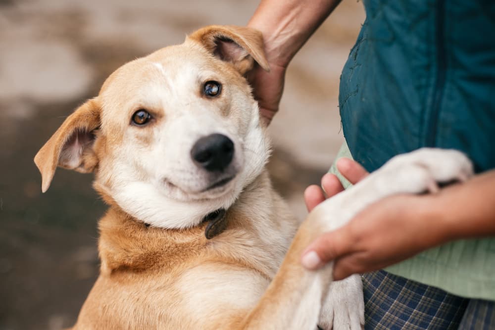 7 Amazing Dog Rescues in Washington D.C.